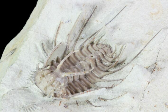 Rare, Spiny Ceratonurus Trilobite - Black Cat Mountain #103890